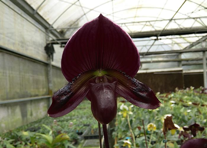 Paphiopedilum Maudiae vinicolor 'In-Charm' x self