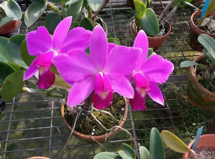 Cattleya violacea (select)