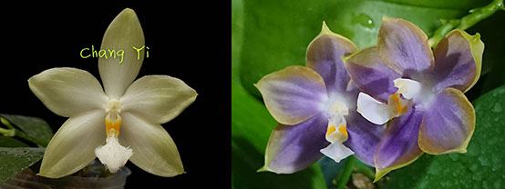 Phalaenopsis Tzu Chiang Tetralitz x Mituo Reflex Dragon