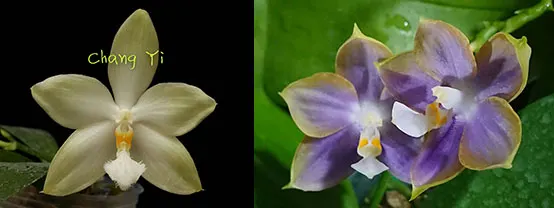 Phalaenopsis Tzu Chiang Tetralitz x Mituo Reflex Dragon