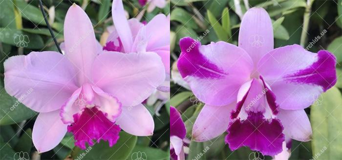Cattleya intermedia tipo 'Xodozinho' x flamea 'La purpurata'