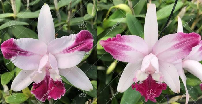 Cattleya intermedia flamea vinicolor 'Lisa' x vinicolor 'Carmenere'