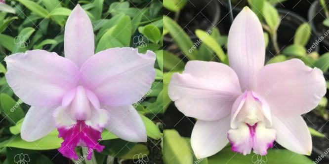 Cattleya intermedia multiforme 'Sol nascente' x multiforme 'Taturana'