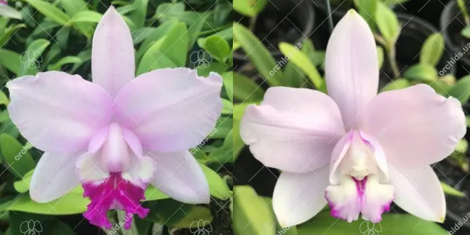 Cattleya intermedia multiforme 'Sol nascente' x multiforme 'Taturana'