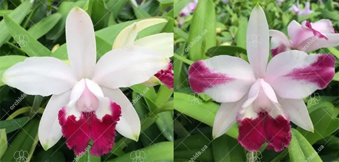 Cattleya intermedia vinicolor 'Carmenere' x bergeriana vinicolor 'Samoied'