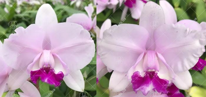 Cattleya intermedia tipo 'Belissima' x tipo 'Esfera'