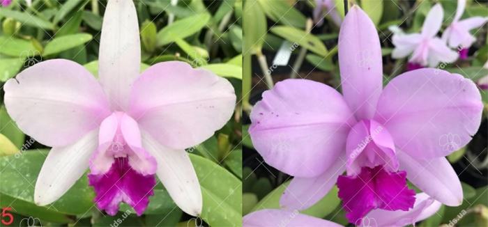 Cattleya intermedia tipo 'Xodozinho' x tipo 'Abusada'