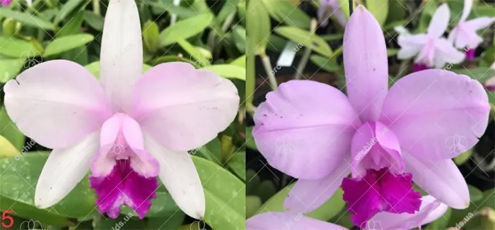 Cattleya intermedia tipo 'Xodozinho' x tipo 'Abusada'