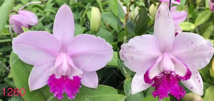 Cattleya intermedia tipo 'Milionaria' x tipo 'Claudio Deschamps'