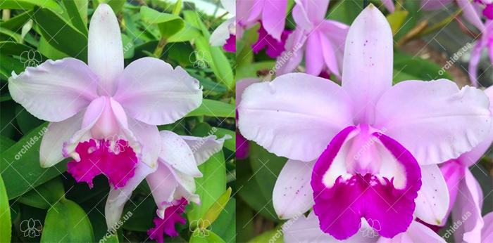 Cattleya intermedia tipo '1756 Finho' x marginata 'Teti'