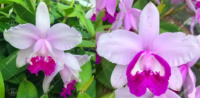 Cattleya intermedia tipo '1756 Finho' x marginata 'Teti'