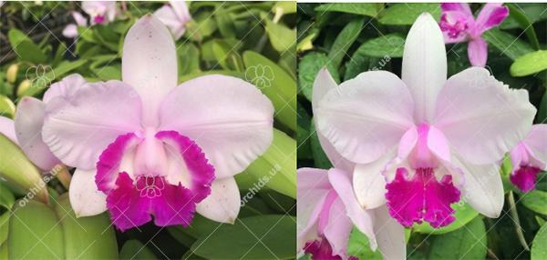 Cattleya intermedia tipo '1756 Finho' x tipo '1756 Valentin'