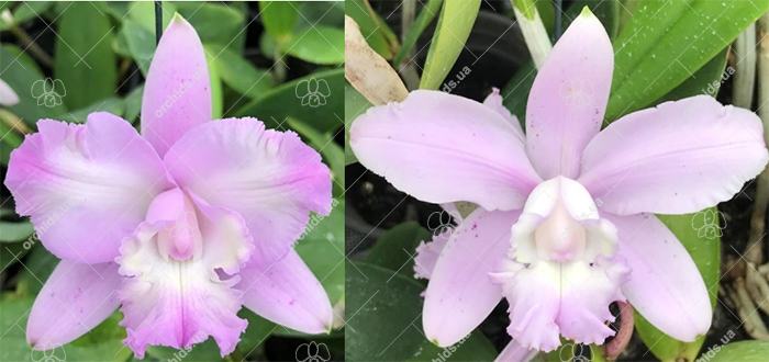 Cattleya intermedia albescens '1762' x concolor 'Remy'