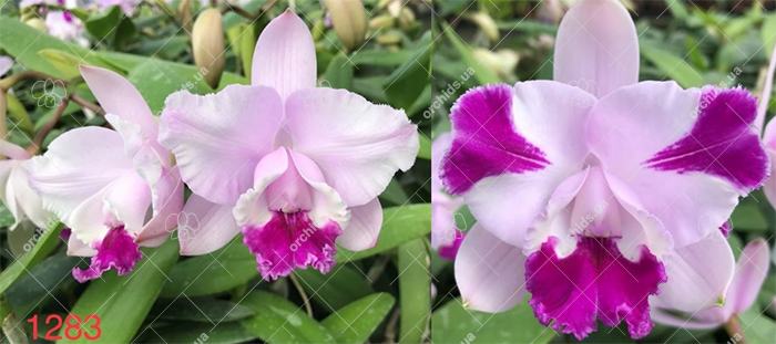 Cattleya intermedia flamea '712' x tipo 'Claudio Deschamps'
