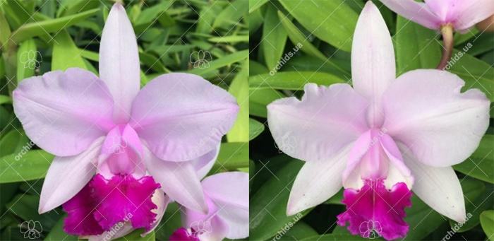 Cattleya intermedia tipo 'Figueirinha II' x tipo 'Claudio Deschamps'