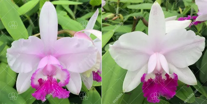 Cattleya intermedia vinicolor 'Carmenere' x tipo 'Claudio Deschamps'
