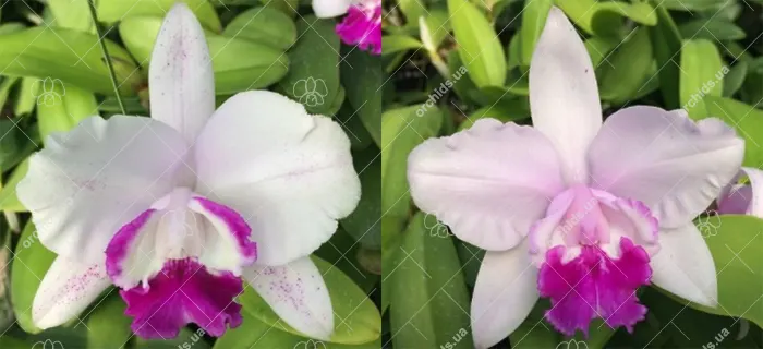 Cattleya intermedia tipo '740' #1 - 2010' x tipo 'Belissima'