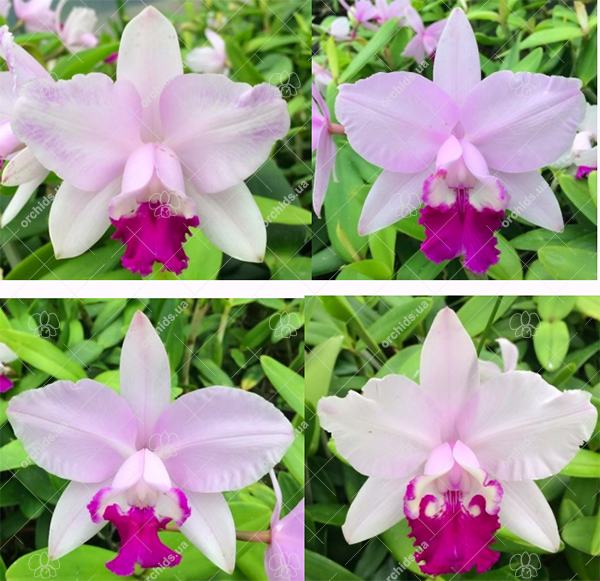 Cattleya intermedia coeruea 'Estrela Azul' x tipo 'Claudio Deschamps'
