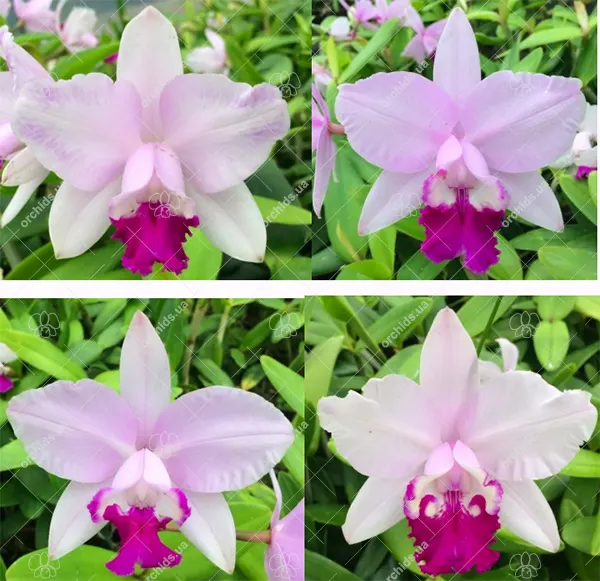 Cattleya intermedia coeruea 'Estrela Azul' x tipo 'Claudio Deschamps'
