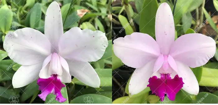 Cattleya intermedia tipo 'Dona Lu' x tipao 'Wagner'