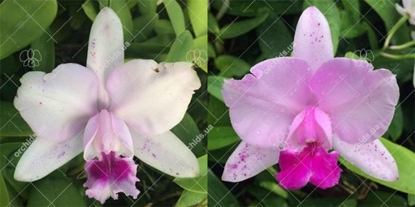 Cattleya intermedia tipo 'Esfera' x tipo 'Feiticeira'
