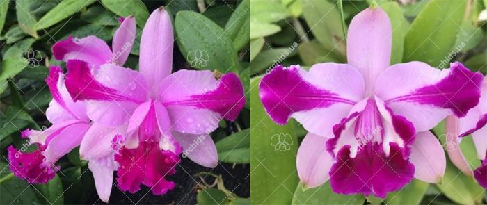 Cattleya intermedia flamea '1818' x sanguinea '715'
