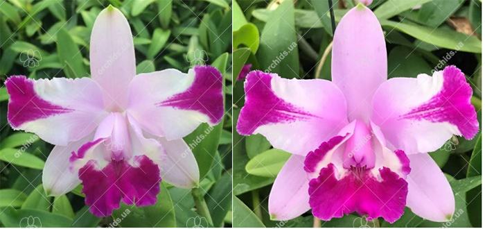 Cattleya intermedia flamea '1818 #1' x flamea '1818 #2'