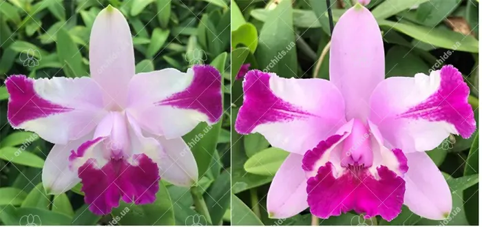 Cattleya intermedia flamea '1818 #1' x flamea '1818 #2'