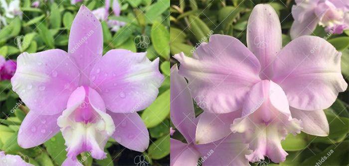 Cattleya intermedia suave '131' x alba 'Otto'