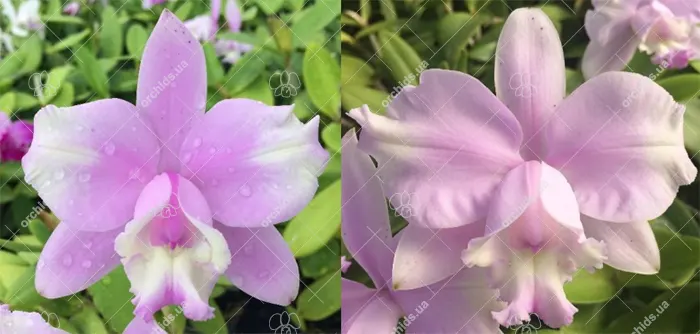 Cattleya intermedia suave '131' x alba 'Otto'