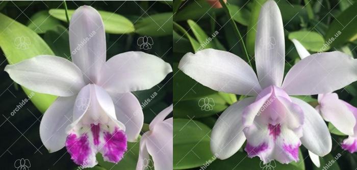 Cattleya intermedia oculata '937' x oculata 'Finho'