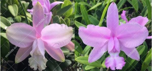 Cattleya intermedia concolor '117 Ak' x concolor 'Otto'