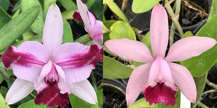 Cattleya intermedia flamea vinicolor 'CG1' x flamea 'Bordeaux'