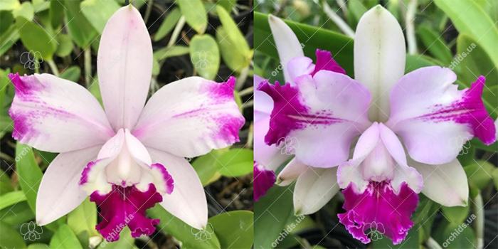 Cattleya intermedia flamea 'CD armada' x flamea 'Otto-Gramado'