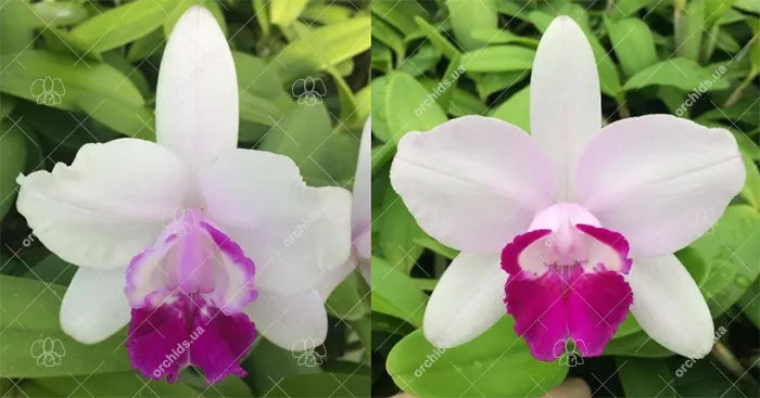 Cattleya intermedia orlata '16#2' x orlata '16#1'