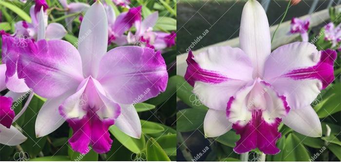 Cattleya intermedia flamea 'Cheia' x flamea 'Otto-Gramado'