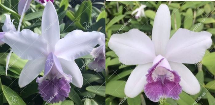 Cattleya intermedia coerulea 'Cote D'Azur' x puntata coerulea 'Suzuki'