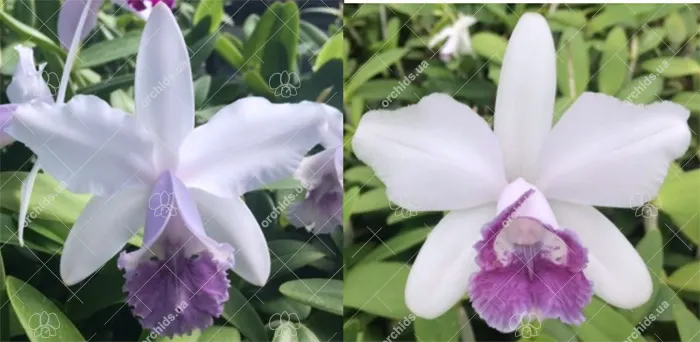 Cattleya intermedia coerulea 'Cote D'Azur' x puntata coerulea 'Suzuki'