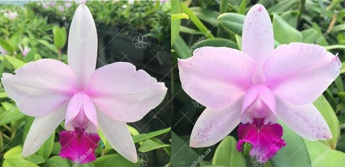 Cattleya intermedia tipo 'Xodozinho' x tipo 'Figueirinha II' (repeticao 742)