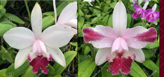 Cattleya intermedia orlata '941' x flamea vinicolor 'Finho'