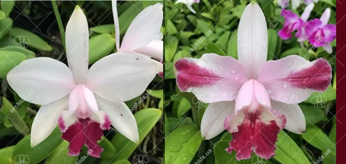 Cattleya intermedia orlata '941' x flamea vinicolor 'Finho'