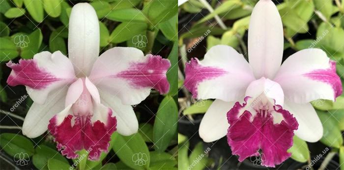 Cattleya intermedia flamea vinicolor 'Gramado' x vinicolor '132'