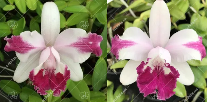 Cattleya intermedia flamea vinicolor 'Gramado' x vinicolor '132'