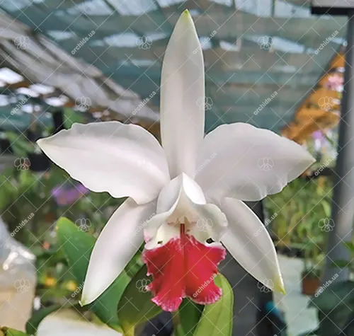 Cattleya intermedia vinicolor '1025' #1' x vinicolor 'Carmenere'