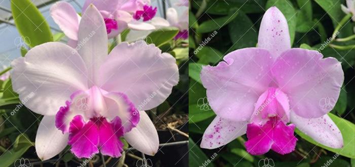 Cattleya intermedia tipo '1756 EW' x tipo 'Feiticeira'