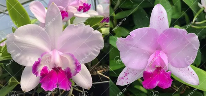 Cattleya intermedia tipo '1756 EW' x tipo 'Feiticeira'