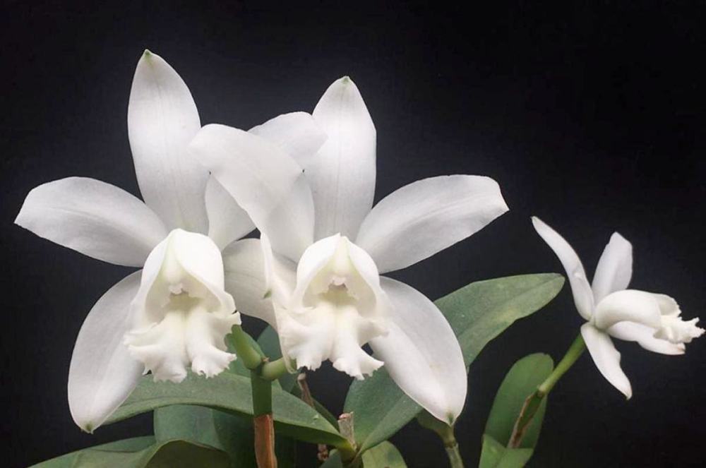 Cattleya intermedia alba