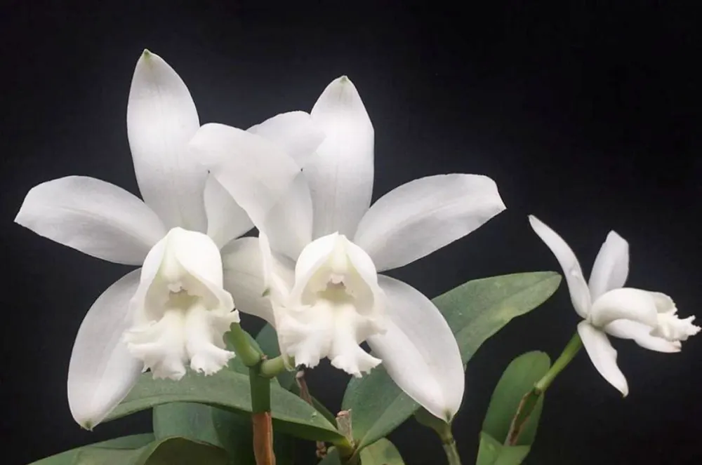 Cattleya intermedia alba