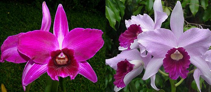 Laelia purpurata sanguinea '563' x rosada '673 Adori'