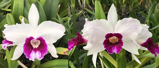 Laelia purpurata semi-alba '341 Gomes' x tipo claro 'Campea Floripa 2011'
